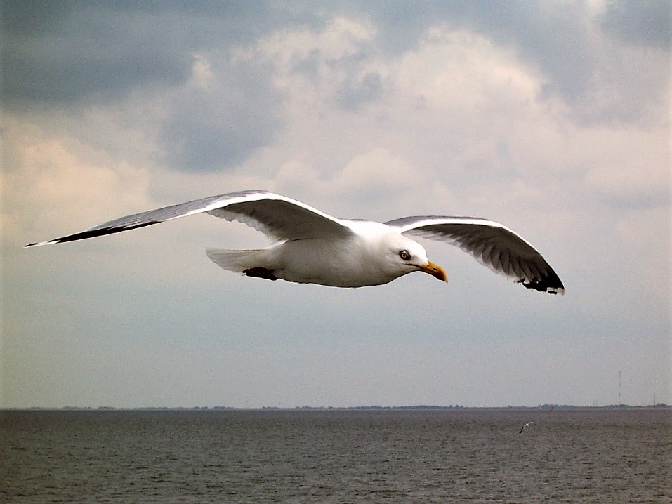 Nordsee Tiefflieger