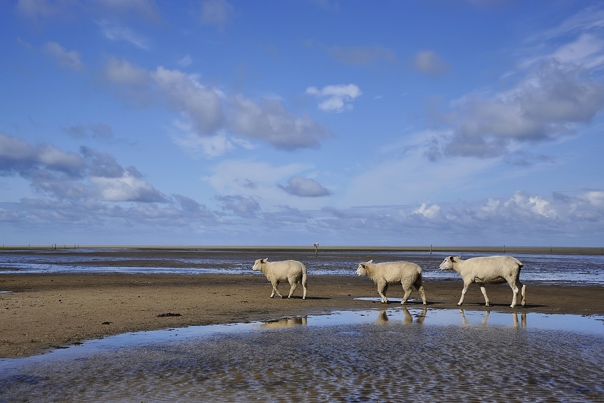 Nordsee Vagabunden