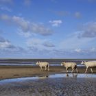 Nordsee Vagabunden