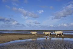 Nordsee Vagabunden