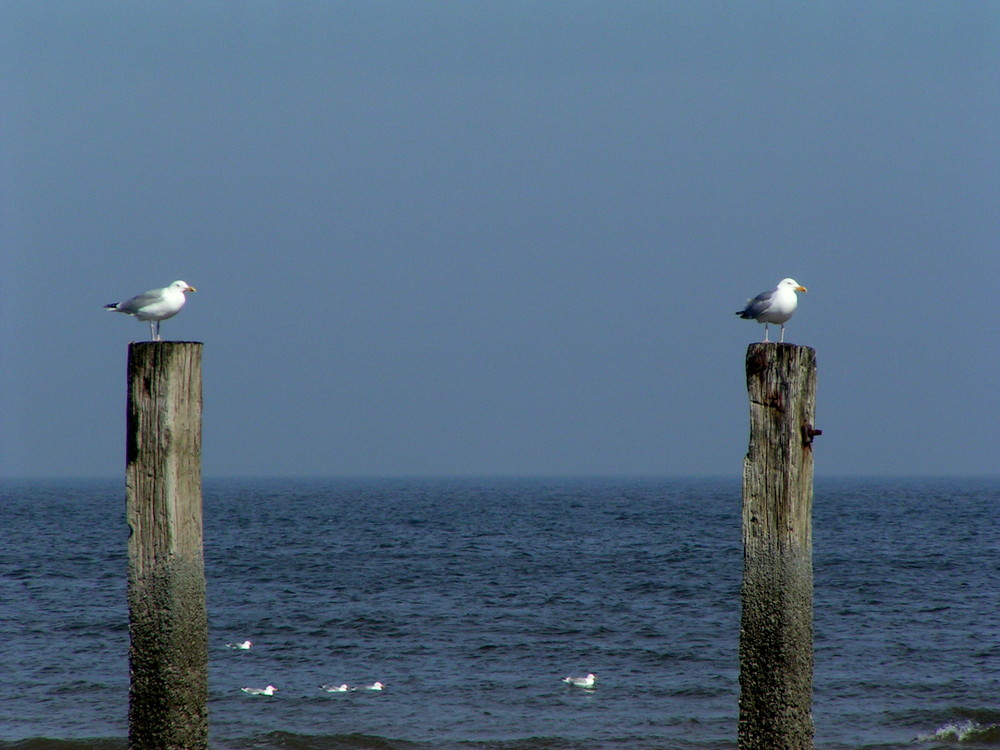 Nordsee - Wächter