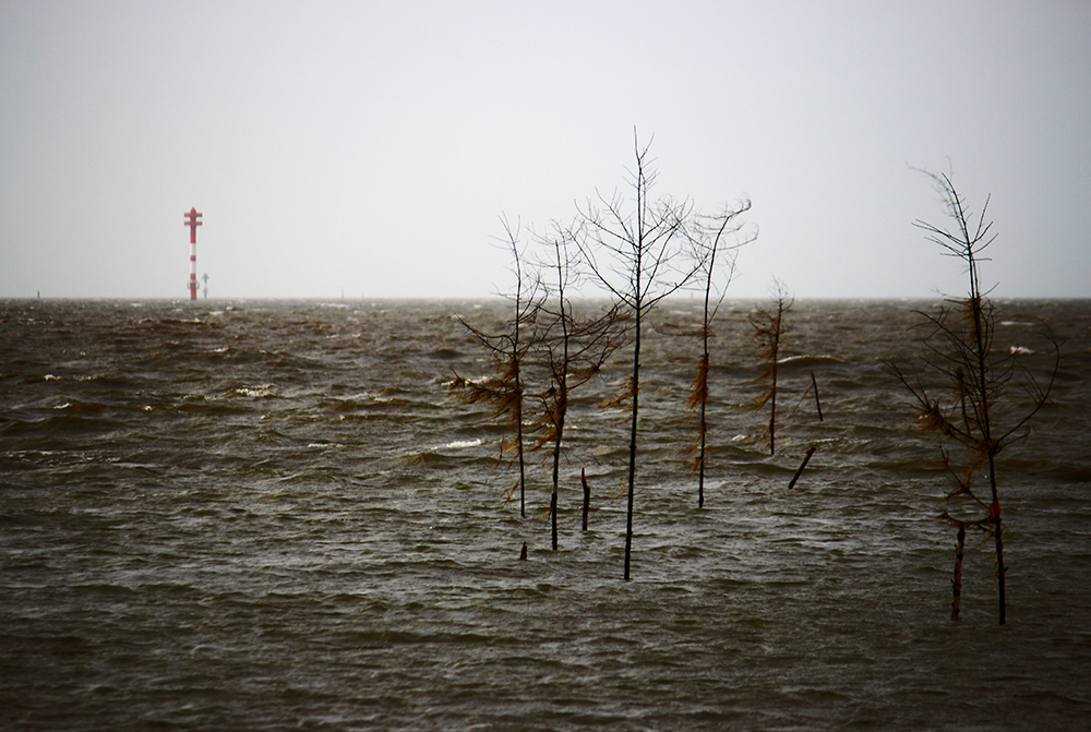 *Nordsee-Wald 27122016*