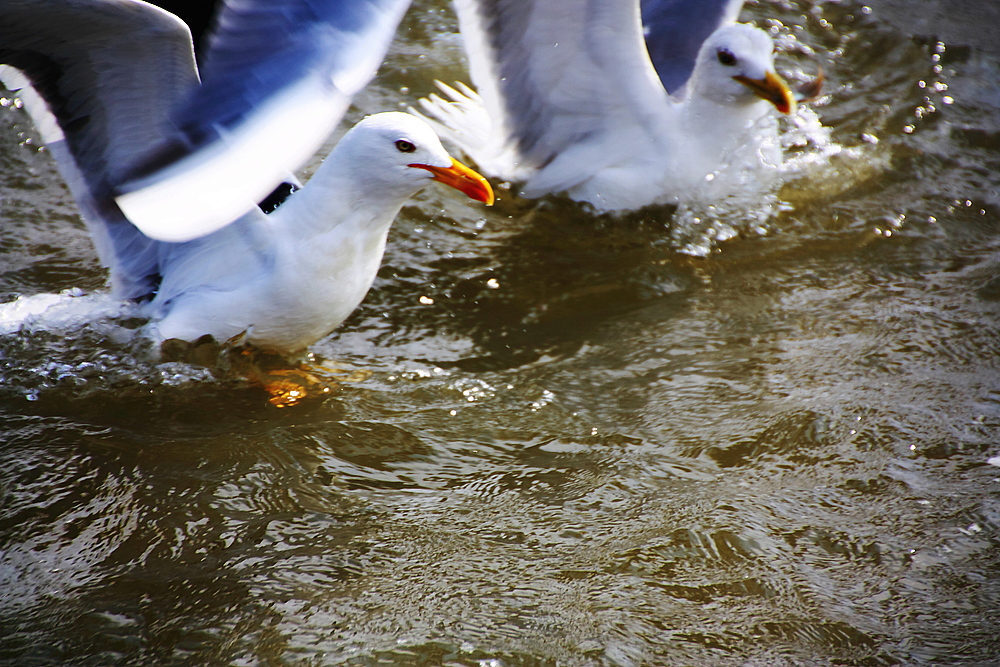 Nordsee-Wasser