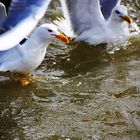 Nordsee-Wasser