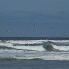 Nordsee Wellen/Möven