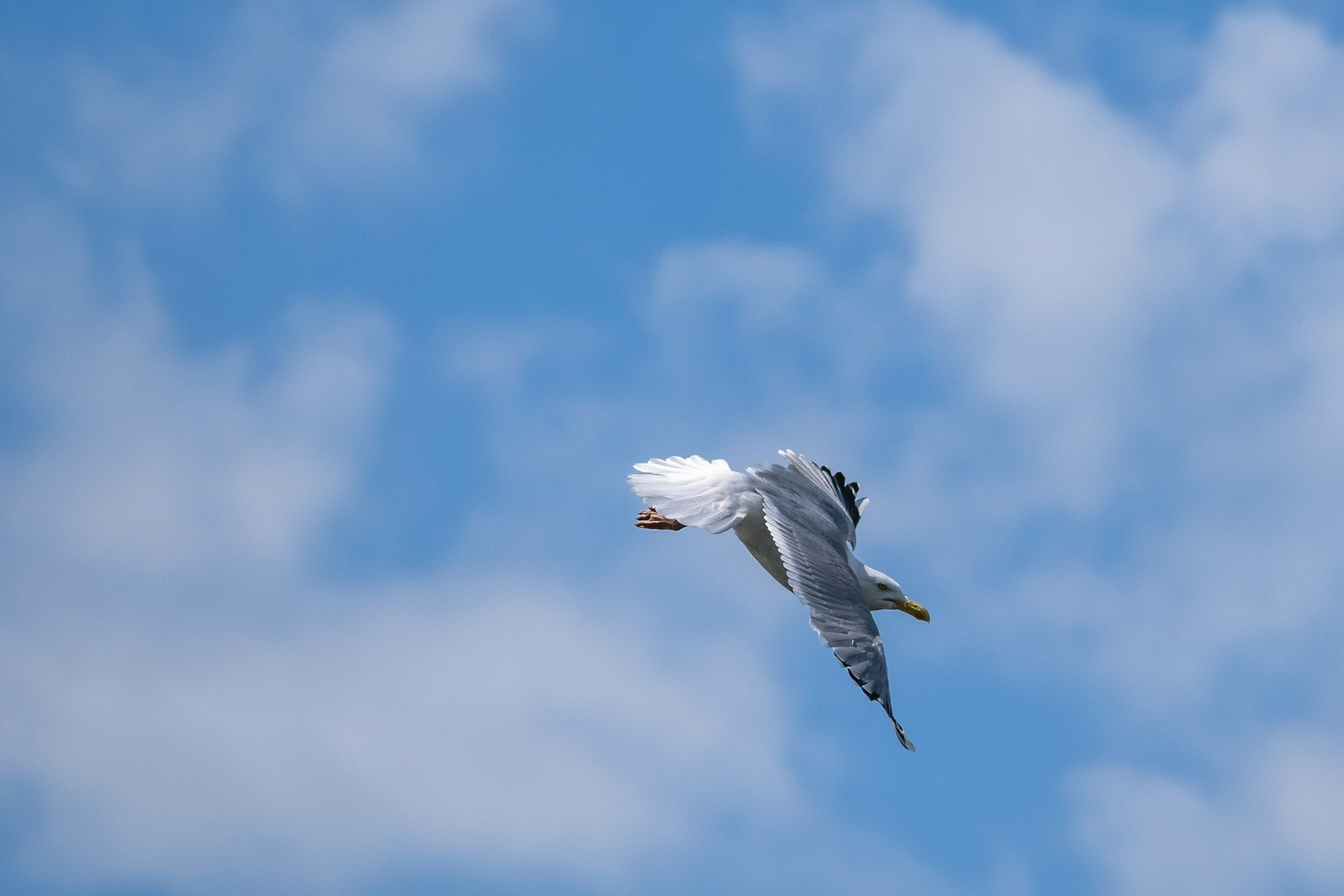 Nordseeadler