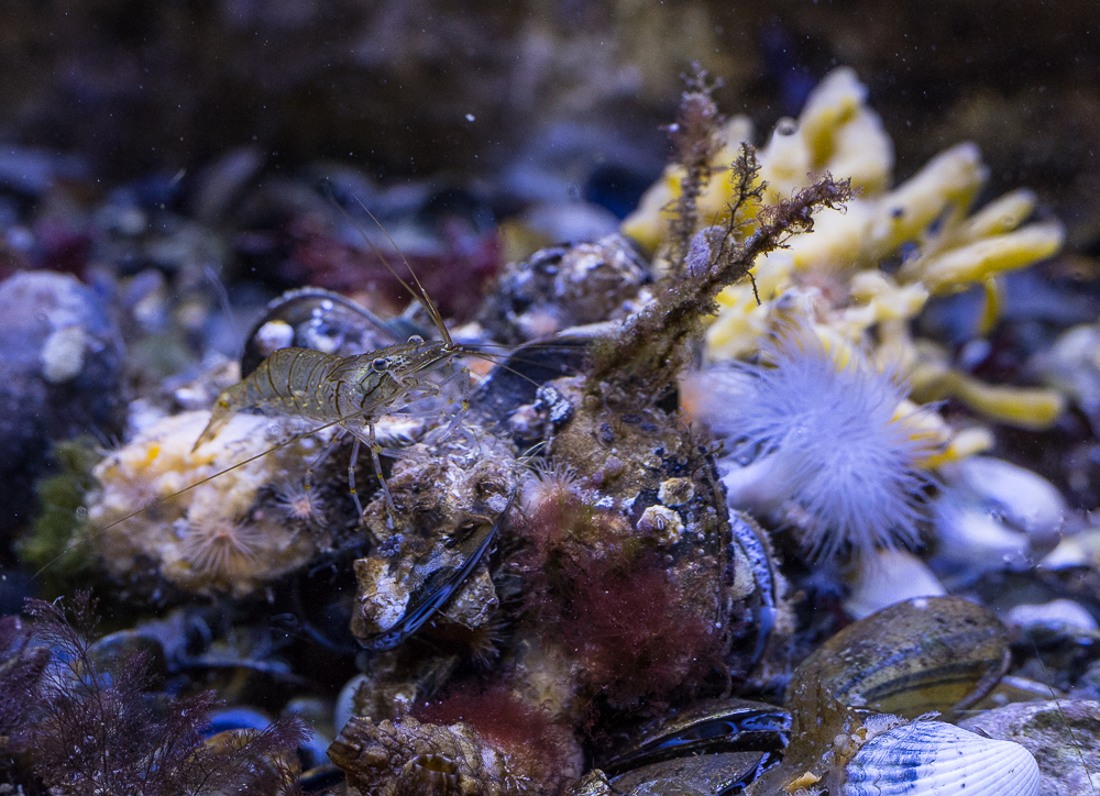 Nordseeaquarium Borkum