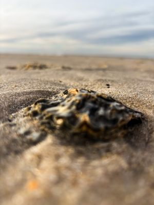 Nordseechampagner und Austern