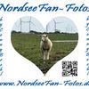 NordseeFan-Fotos