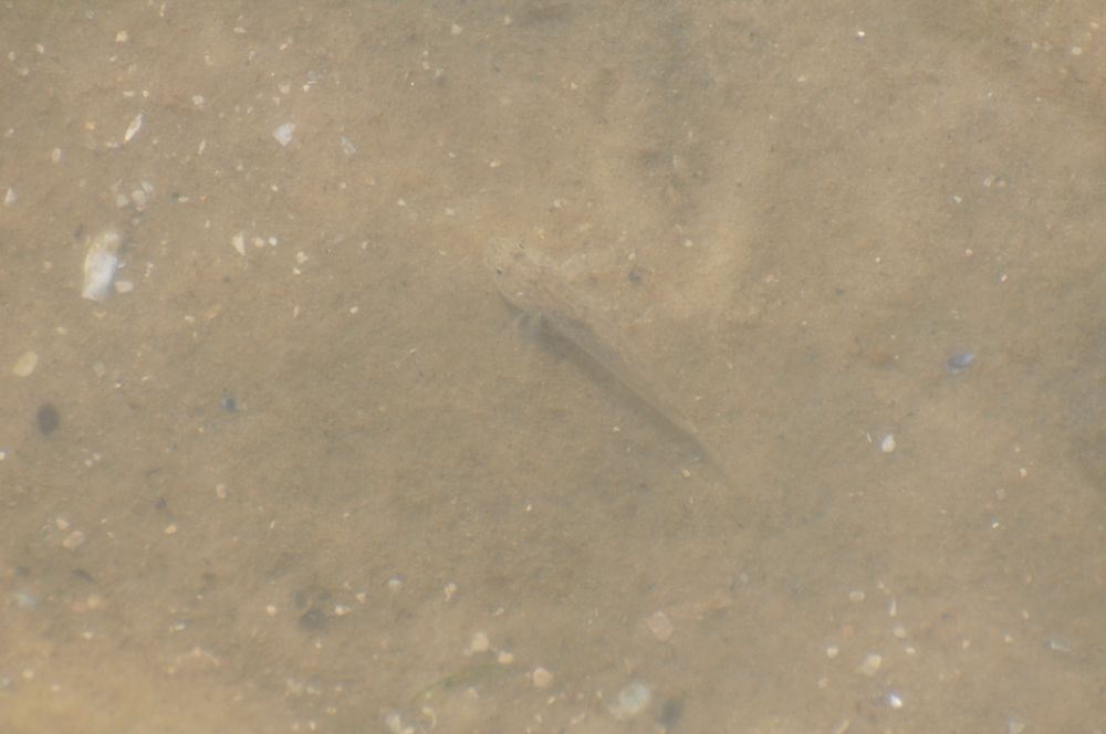 Nordseegarnele unter Wasser