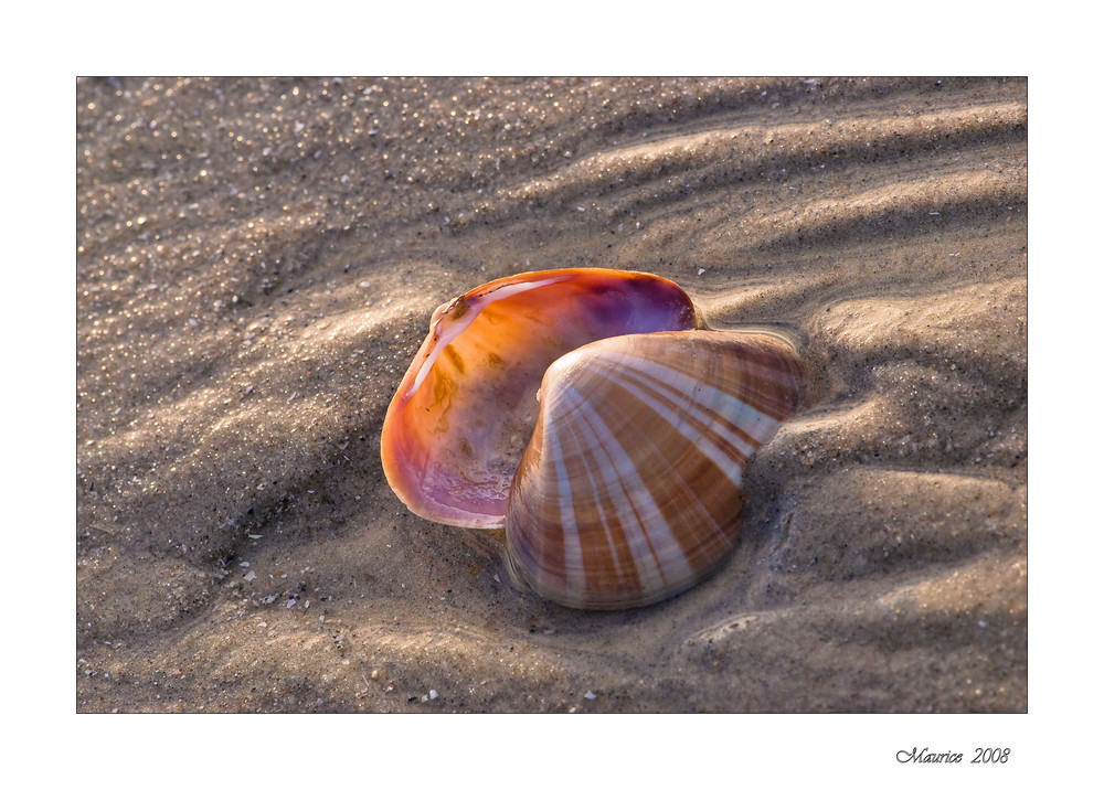 Nordseeimpression...