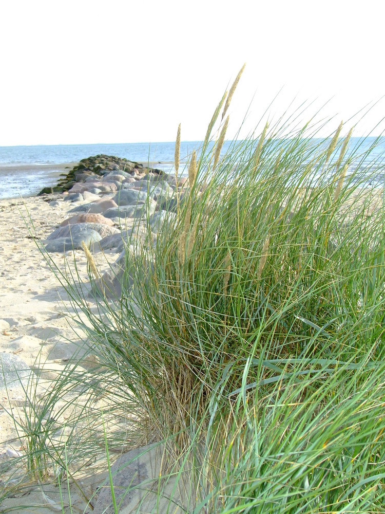 Nordseeküste auf Föhr (Sept.08)