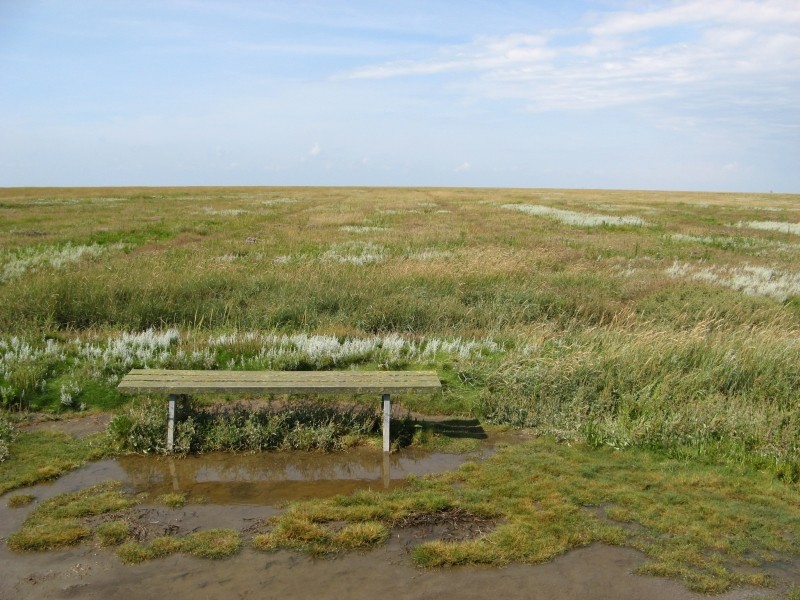 nordseeküstensalzwiese mit aussichtsbank