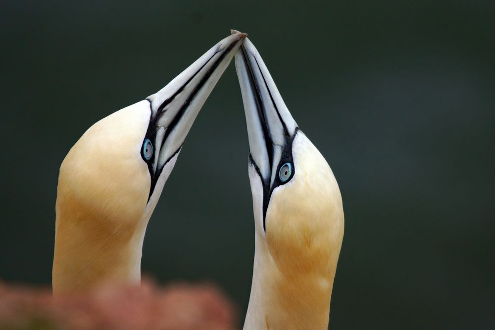 Nordseeliebe - verliebte Basstölpel  (Morus bassanus) auf Helgoland