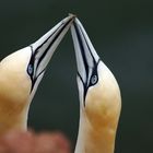 Nordseeliebe - verliebte Basstölpel  (Morus bassanus) auf Helgoland