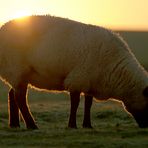 nordseeschaf