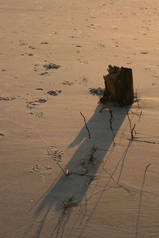 Nordseestrand bei Ebbe