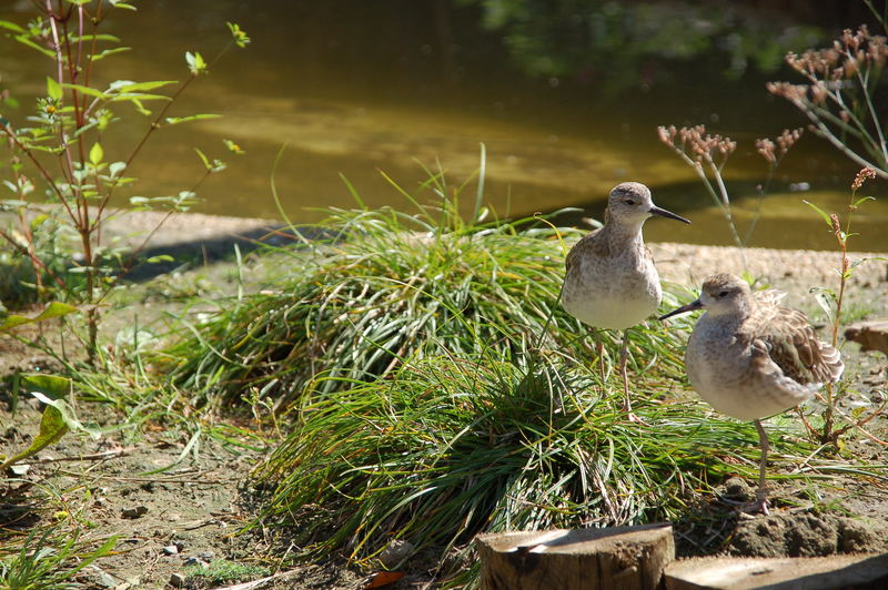 Nordseewelt - Tierpark Bochum