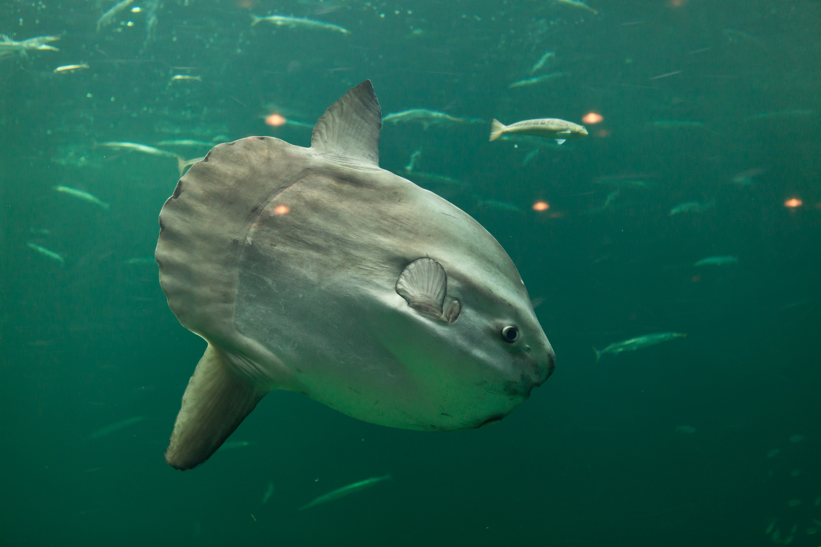 Nordsøen Oceanarium, Hirtshals