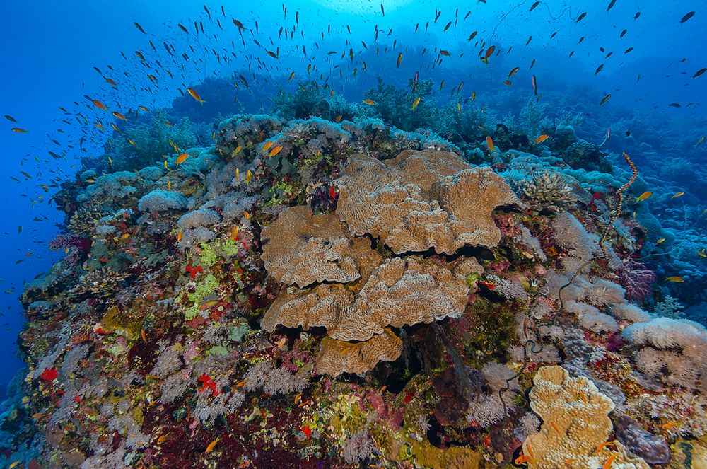 Nordspitze Daedalus Reef