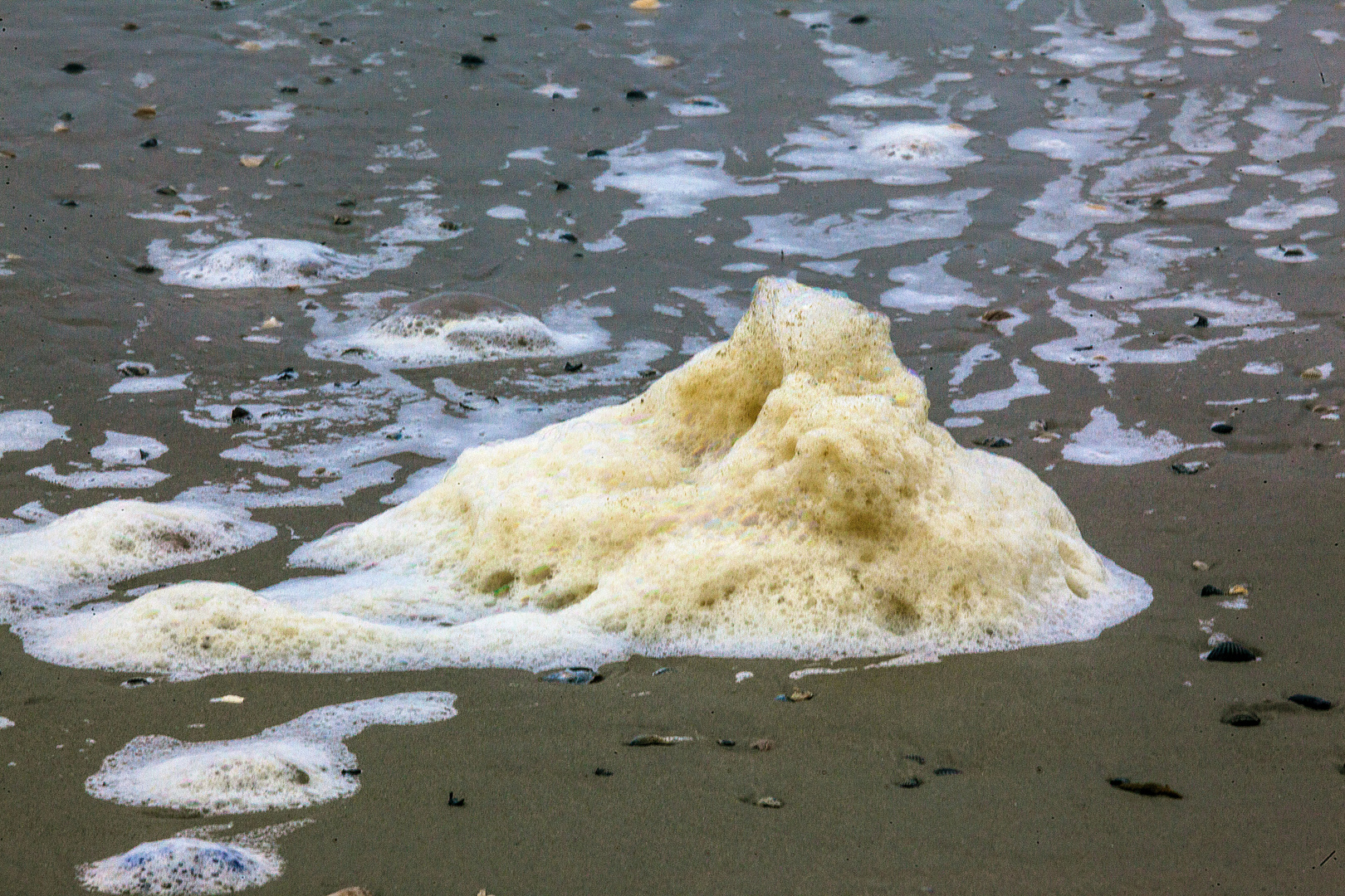 Nordstrand Algenschaum und Qualle