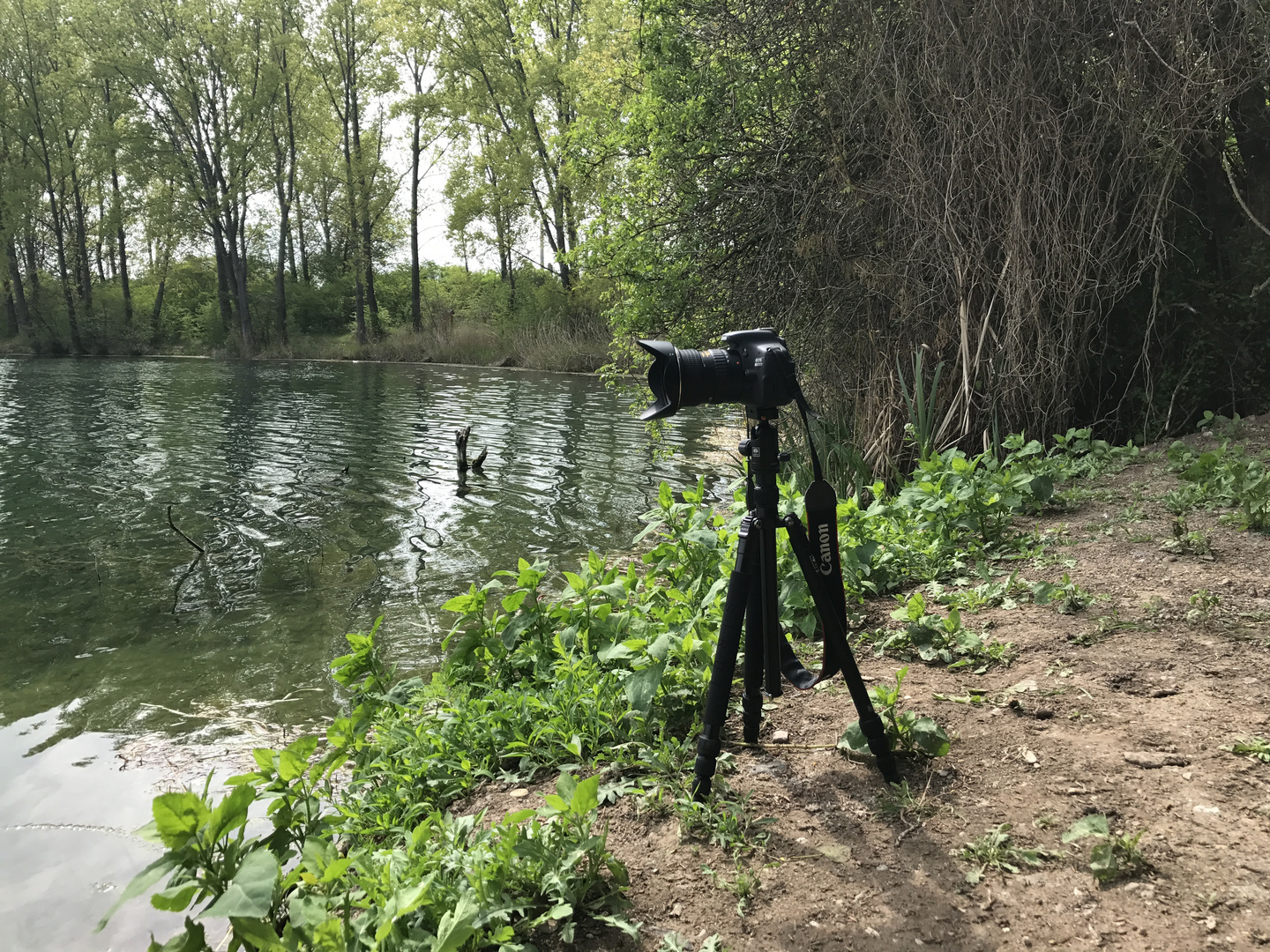 Nordstrand Erfurt Foto & Bild canon, nature, natur Bilder auf