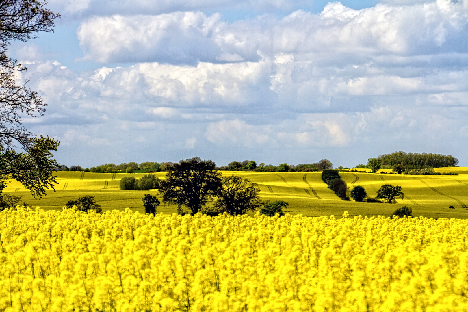 Nordwestmecklenburg - es dominiert die Farbe gelb -