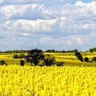 Nordwestmecklenburg - es dominiert die Farbe gelb -