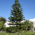 Norfolk Pines in Tunesien