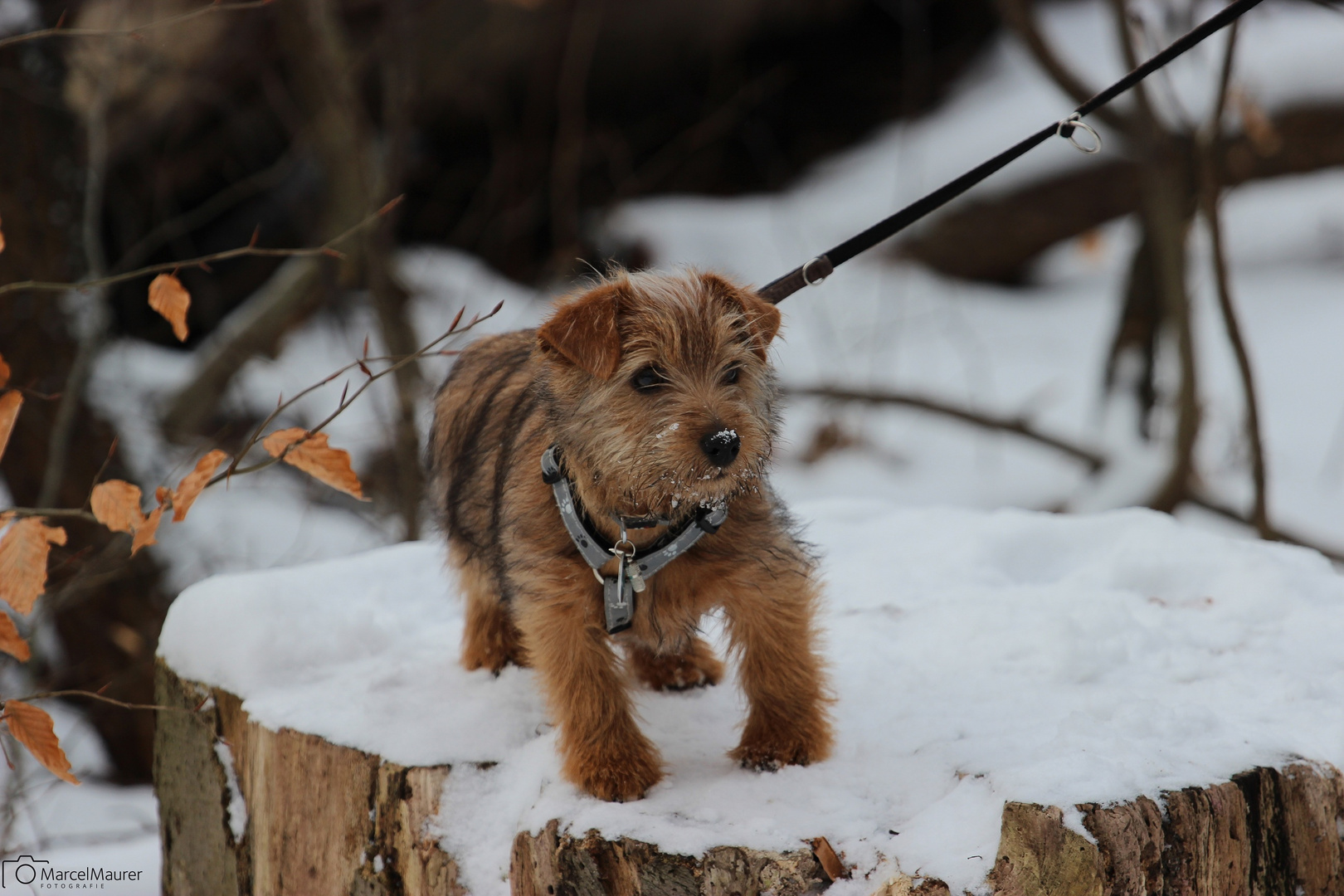 Norfolk Terrier