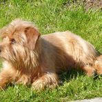 Norfolkterrier