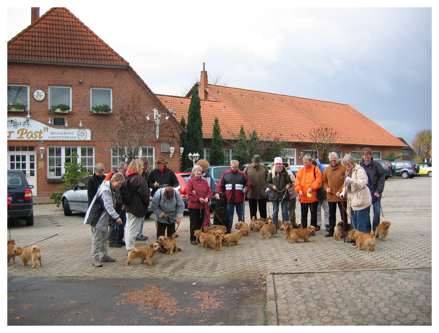 Norfolkterrier-Treffen in der Wedemark