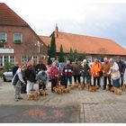 Norfolkterrier-Treffen in der Wedemark