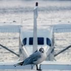 Norge, Oslo: Gull - Just before taking off! ;-)