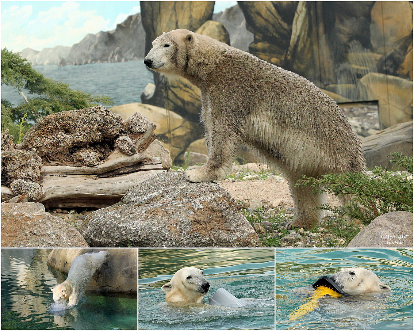  Noria im neuen Polarium im Zoo Rostock