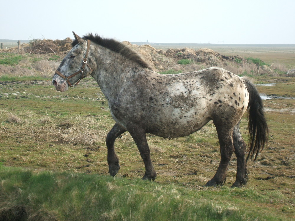 Noriker auf Hallig Hooge