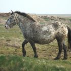 Noriker auf Hallig Hooge