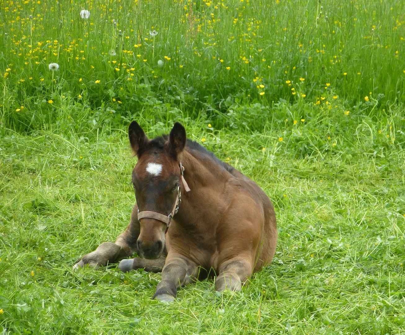 Noriker-Baby