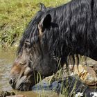 Noriker Deckhengst im Urlaub