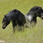 Noriker Deckhengste auf der Sommerweide