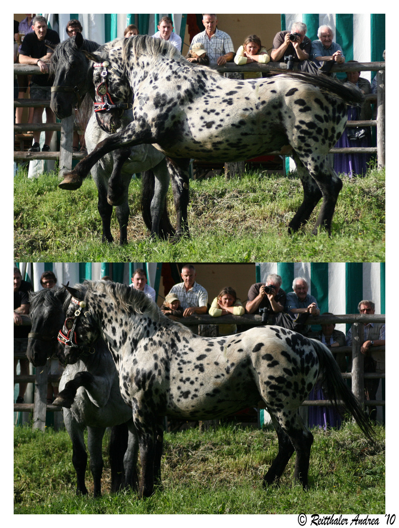 Noriker Hengstentanz St. Johann/Pongau "Klein Rauris" Nr. 22