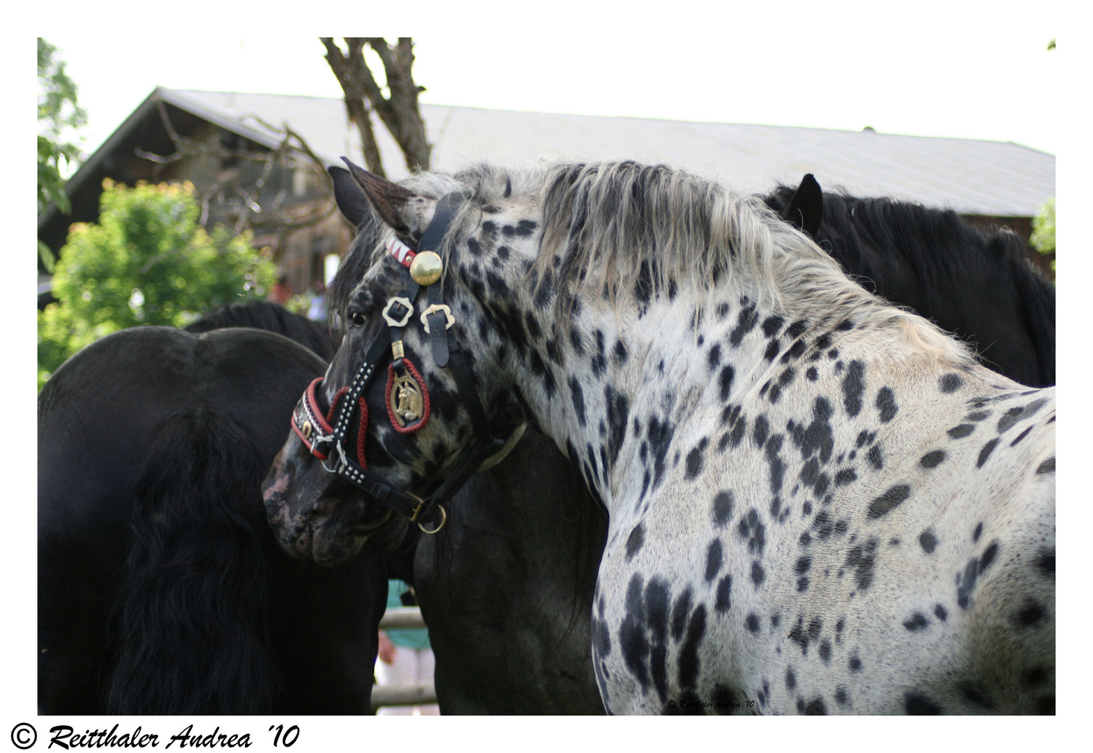 Noriker Hengstentanz St. Johann/Pongau "Klein Rauris" Nr. 7