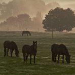 Noriker im Nebel