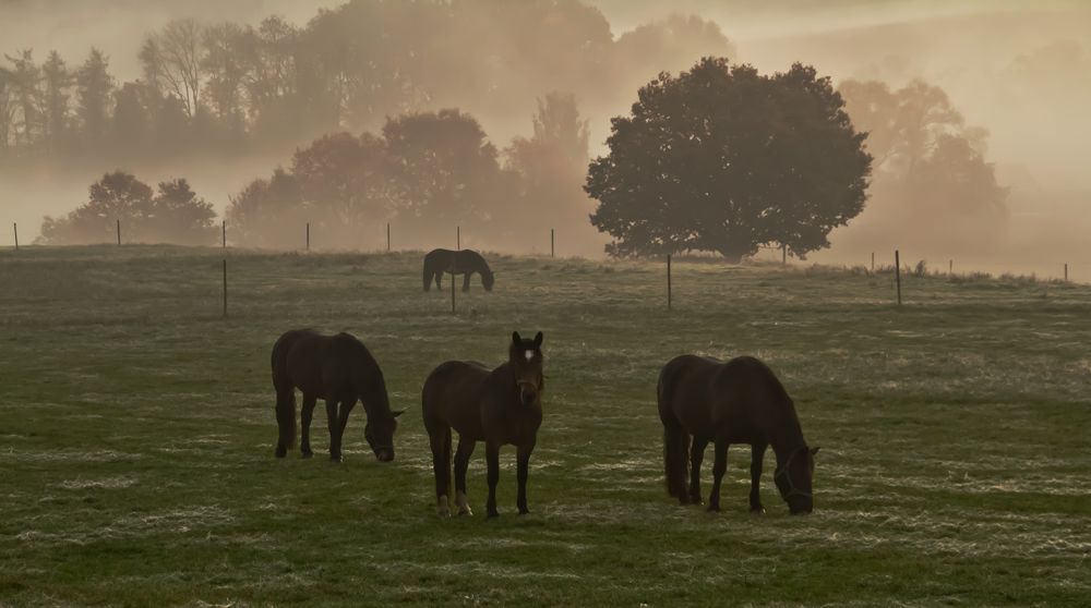 Noriker im Nebel