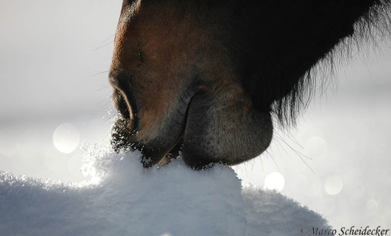 Noriker im Winter