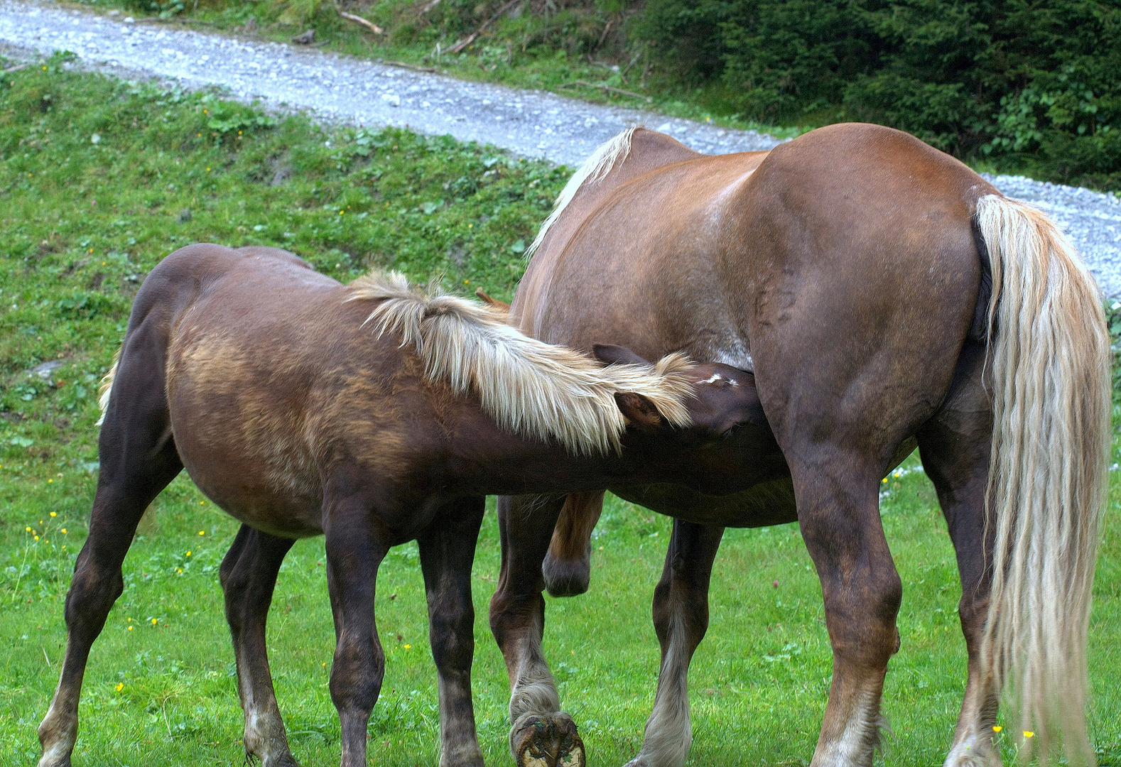 Noriker Stute mit Fohlen in Rauris