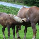 Noriker Stute mit Fohlen in Rauris