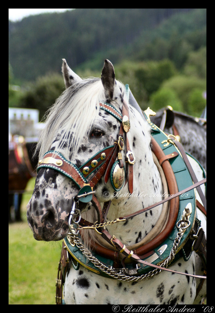 Noriker Tigerschecke vom Österreichischen Stieglbräu Foto & Bild