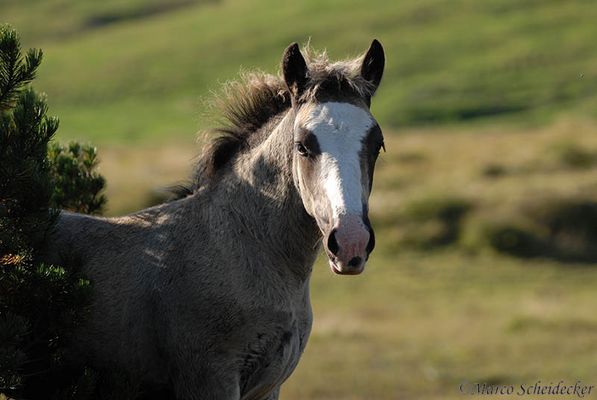 Norikerfohlen