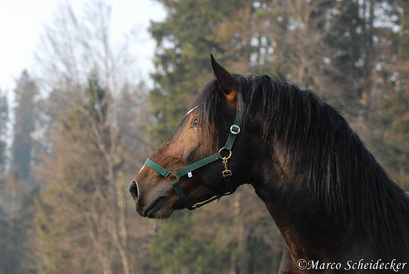 Norikerhengst Major Diamant X -3